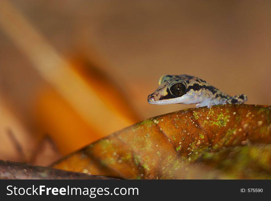 Wild gecko, Madagascar