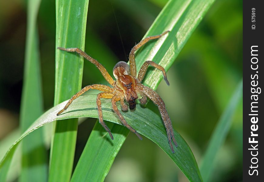 Spider Dolomedes Fimbriatus With A Trophy.
