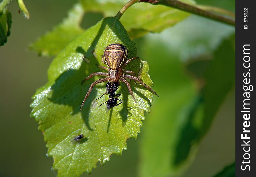 Spider Xysticus Cristatus, Eating An Ant.