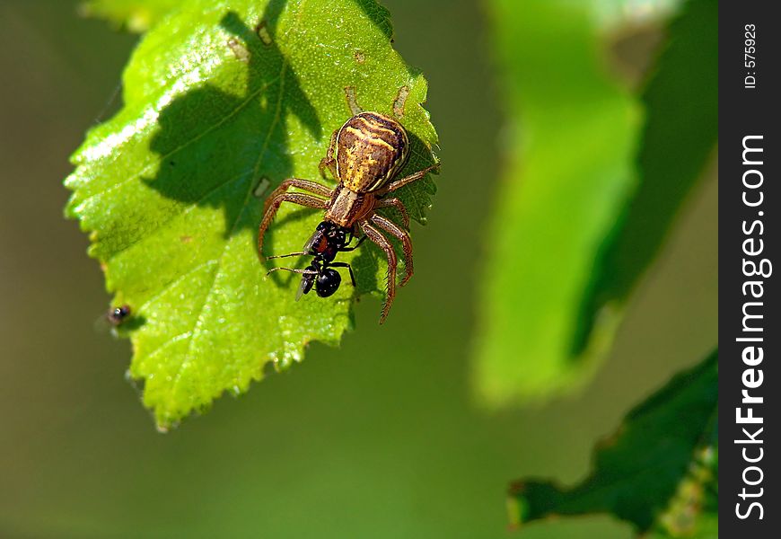 Spider Xysticus Cristatus, Eating An Ant.