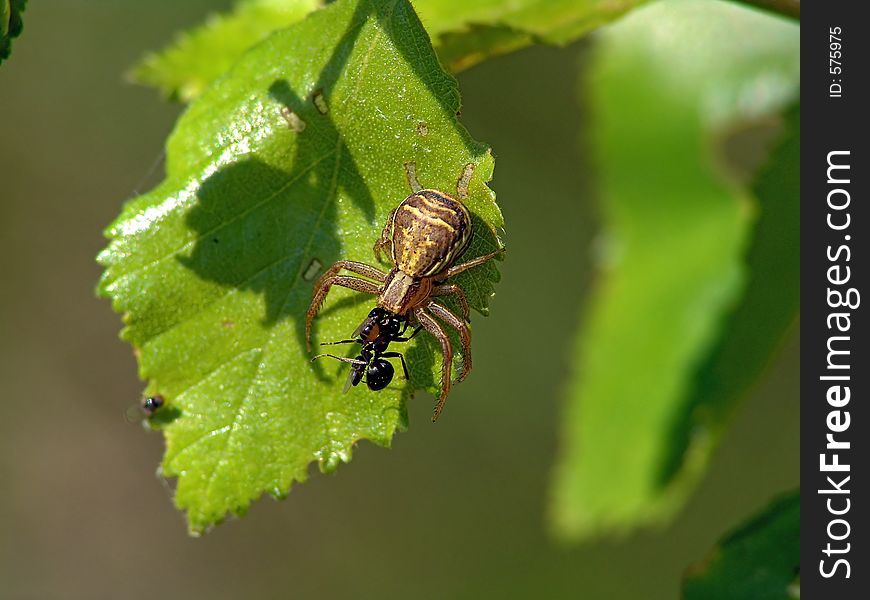 Spider Xysticus Cristatus, Eating An Ant.