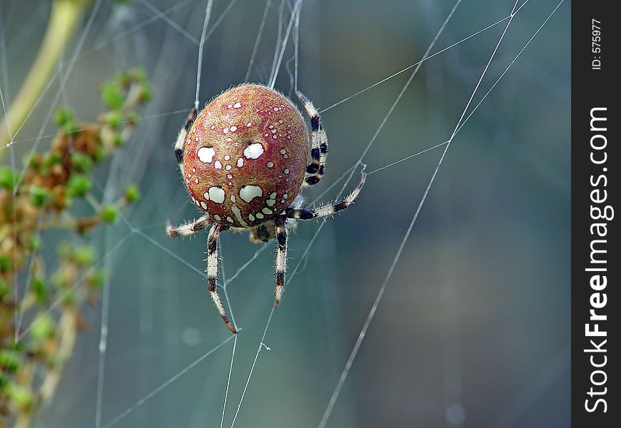 Spider Araneus quadratus.