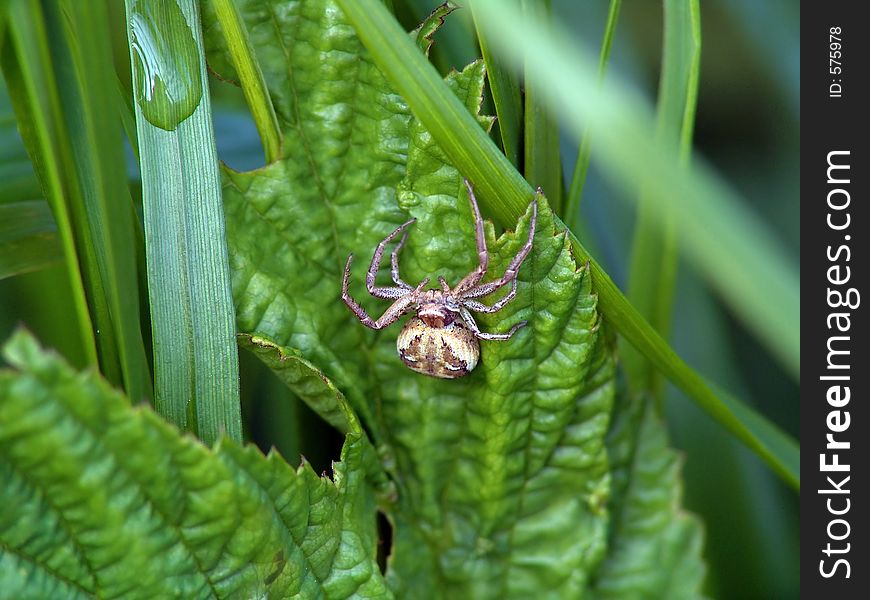 Spider Xysticus cristatus concerns to family Thomisidae. The photo is made in Moscow areas (Russia). Original date/time: 2004:06:17 09:20:18. Spider Xysticus cristatus concerns to family Thomisidae. The photo is made in Moscow areas (Russia). Original date/time: 2004:06:17 09:20:18.