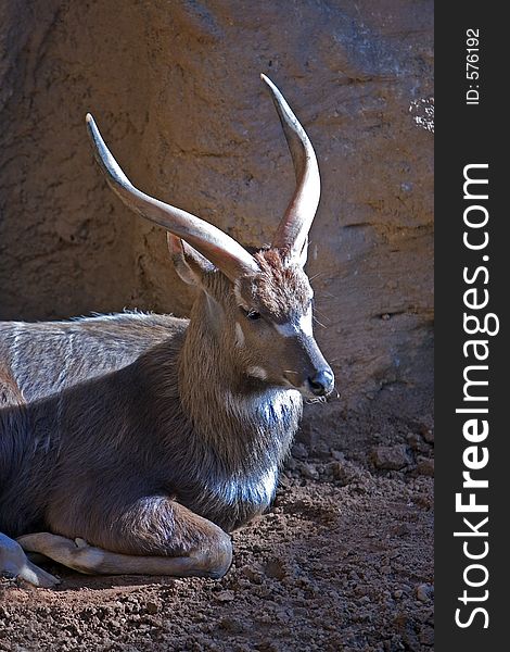 Antelope or deer lying in the sun in a zoo