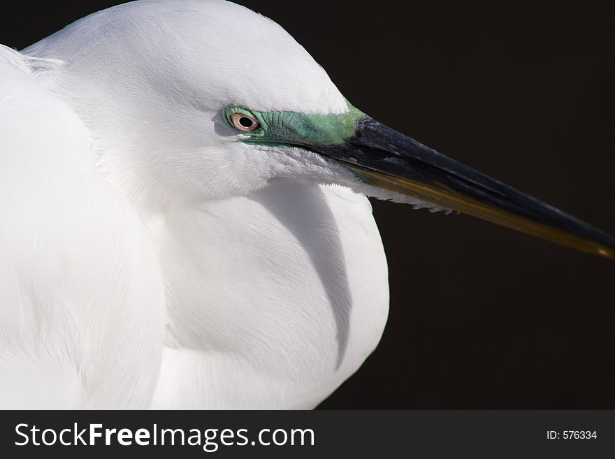 Egret in Florida. Egret in Florida