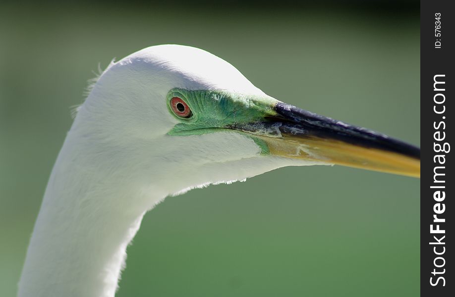 Egret in florida. Egret in florida