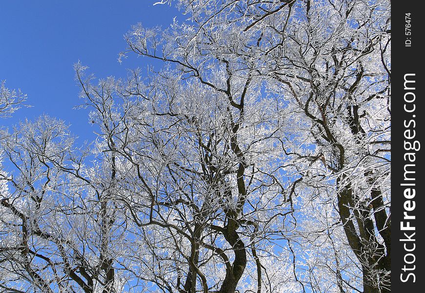 View to the sky through the frosted branches of the elms. View to the sky through the frosted branches of the elms