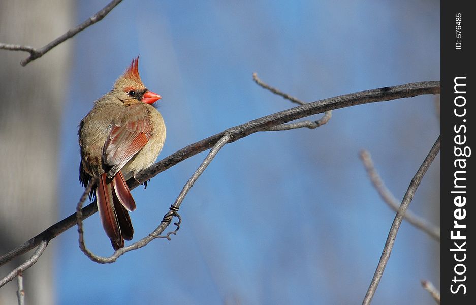 Female cardinal perched on a branch