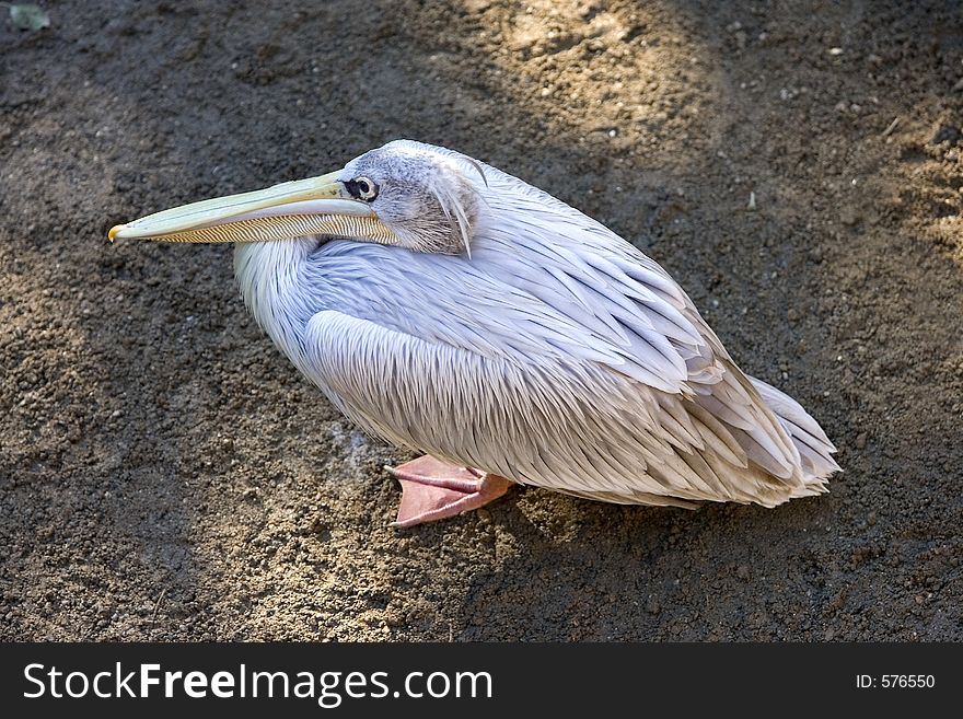 Looking down on a large pelican with long yellow beak and webbed feet on a dirty floor. Looking down on a large pelican with long yellow beak and webbed feet on a dirty floor