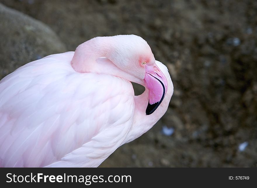 Close up of sleeping pink Flamingo with beautfully coloured dark pink beak