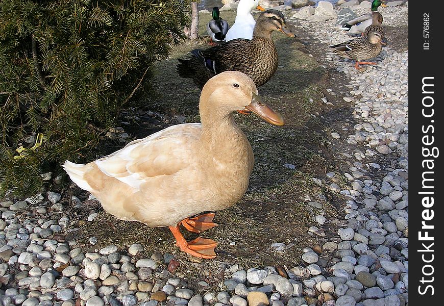 Two cute ducks