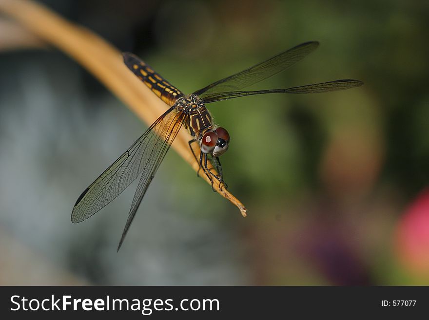 Close-up of a dragonfly resting on the end of a twig.