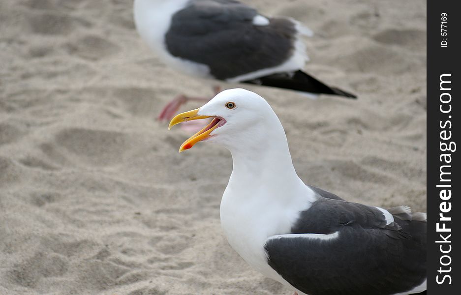 A squawking Seagull