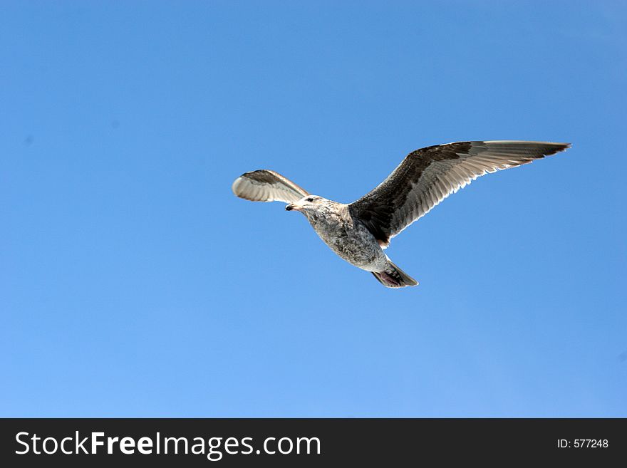 Seagull flying against the Blue Sky. Seagull flying against the Blue Sky