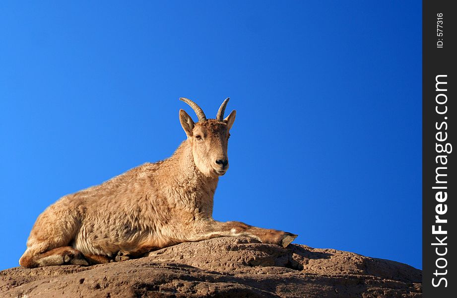 A female Barbary Sheep on a rock against a background of bright blue sky