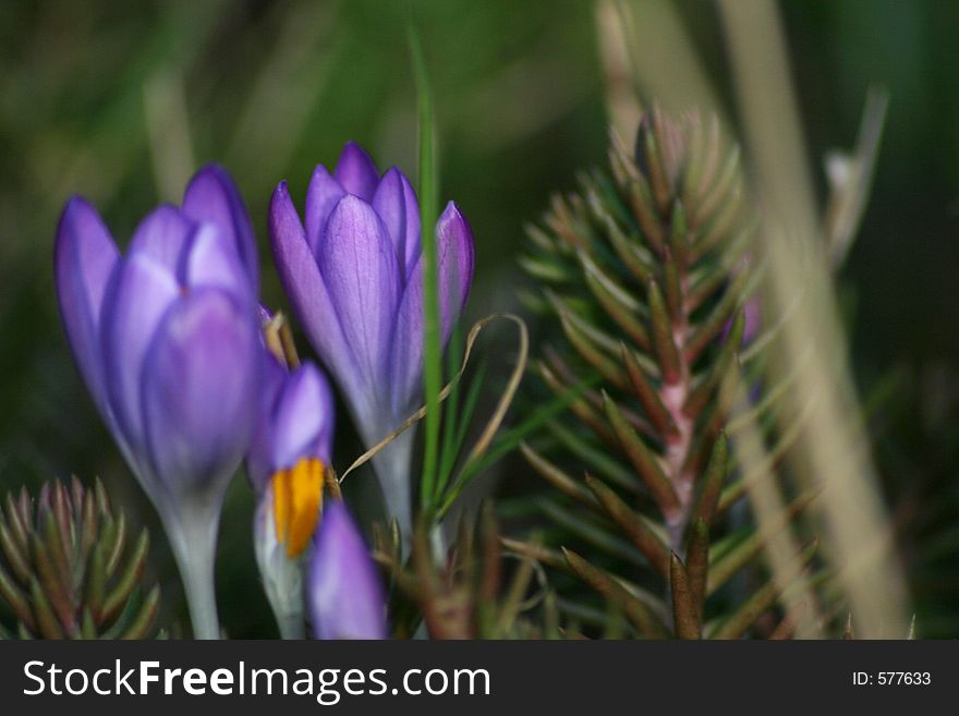 Purple crocus with soft focus