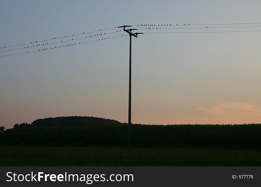 Birds sitting on the wires of a pole. Birds sitting on the wires of a pole