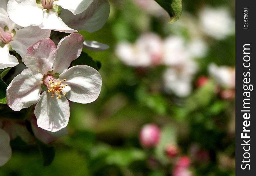 Flower from apple tree