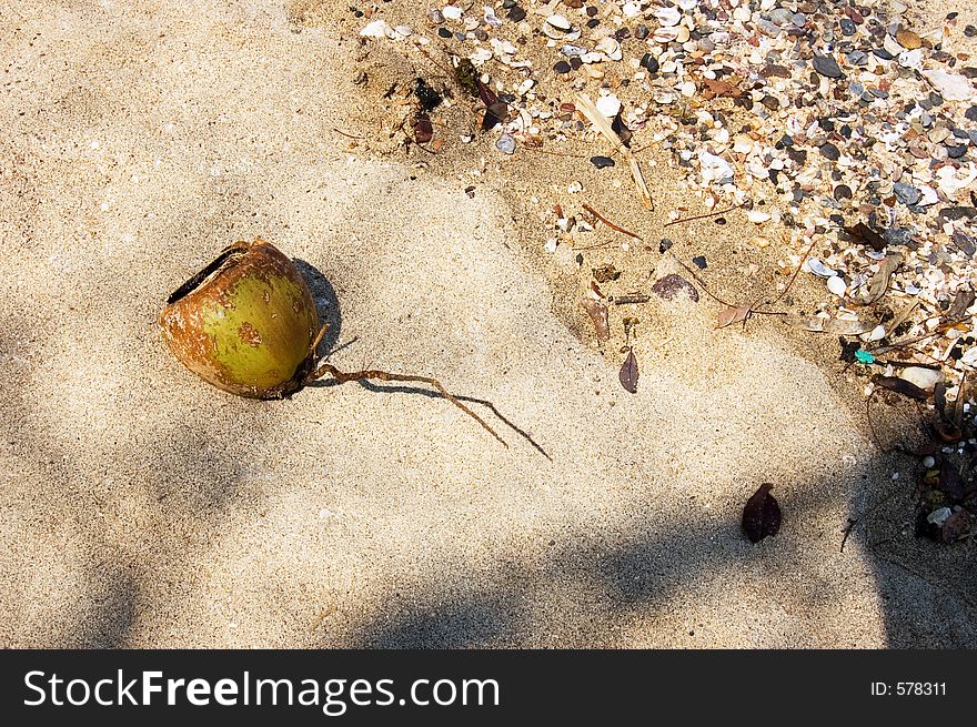 Dying Coconut on the beach