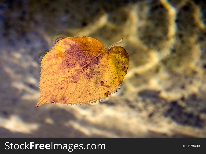 Single withered leaf floating in clear water. Single withered leaf floating in clear water.