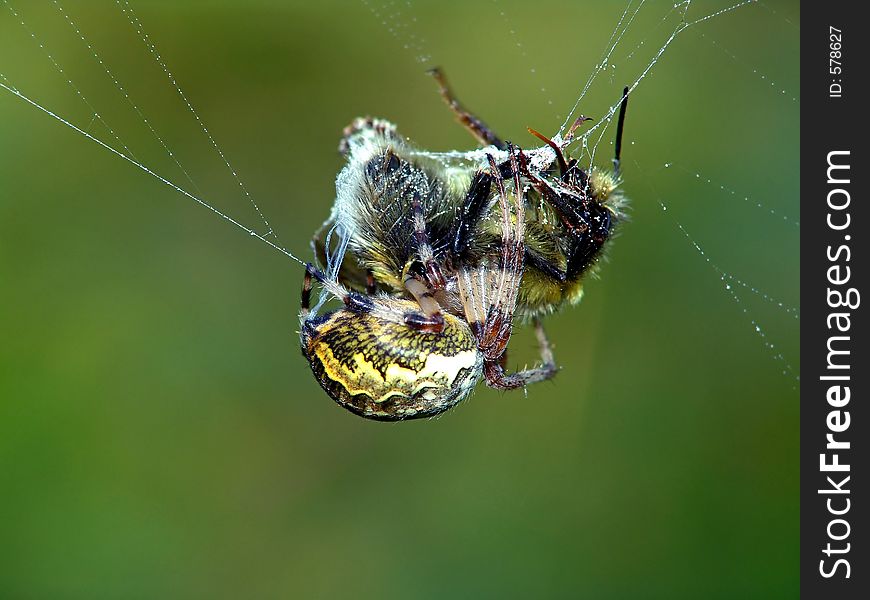 Spiders of family Argiopidae can be met on a meadow or a glade. The spider has caught a bumblebee. The photo is made in Moscow areas (Russia). Original date/time: 2004:08:21 10:40:11. Spiders of family Argiopidae can be met on a meadow or a glade. The spider has caught a bumblebee. The photo is made in Moscow areas (Russia). Original date/time: 2004:08:21 10:40:11.