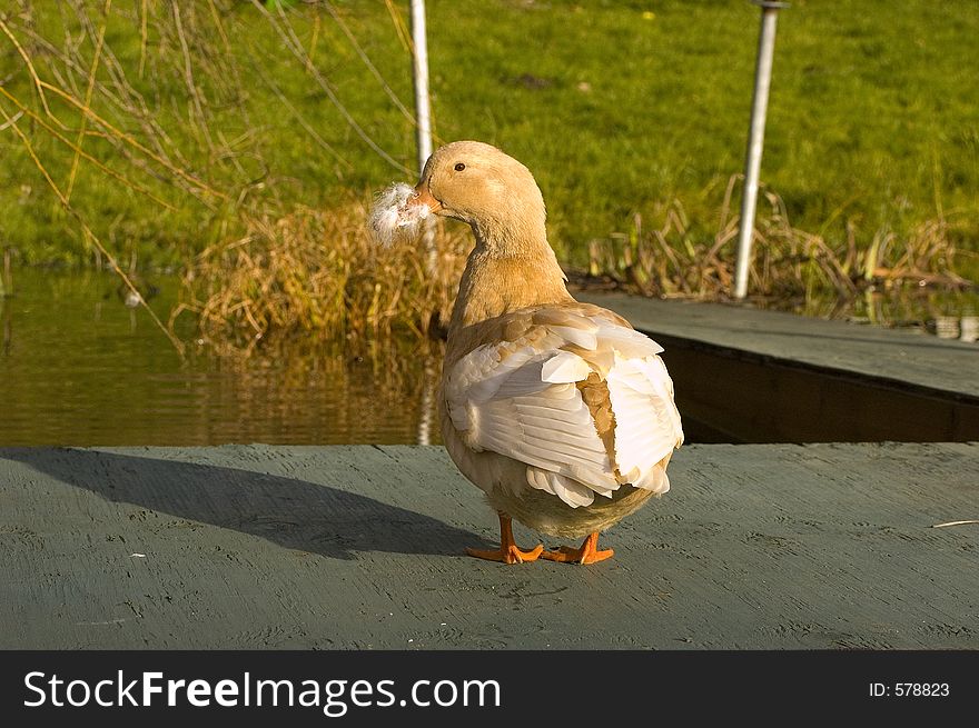 A duck with feathers in its nose. A duck with feathers in its nose.