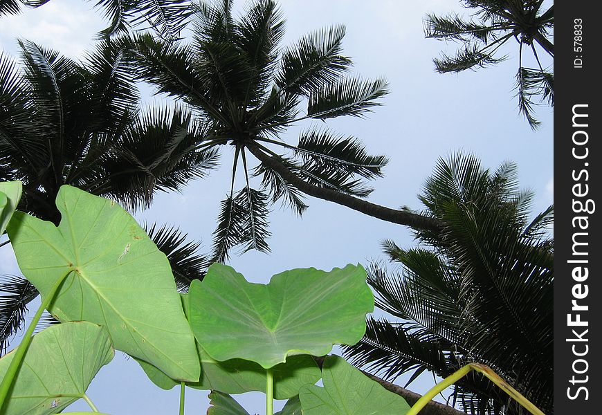 Leaves And Palms, Indian Coast