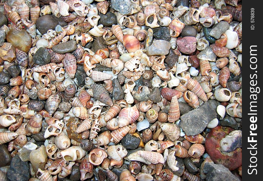 Shells On Indian Coast