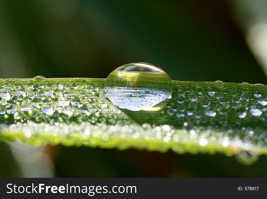 Morning water drops on green grass baldes. Morning water drops on green grass baldes