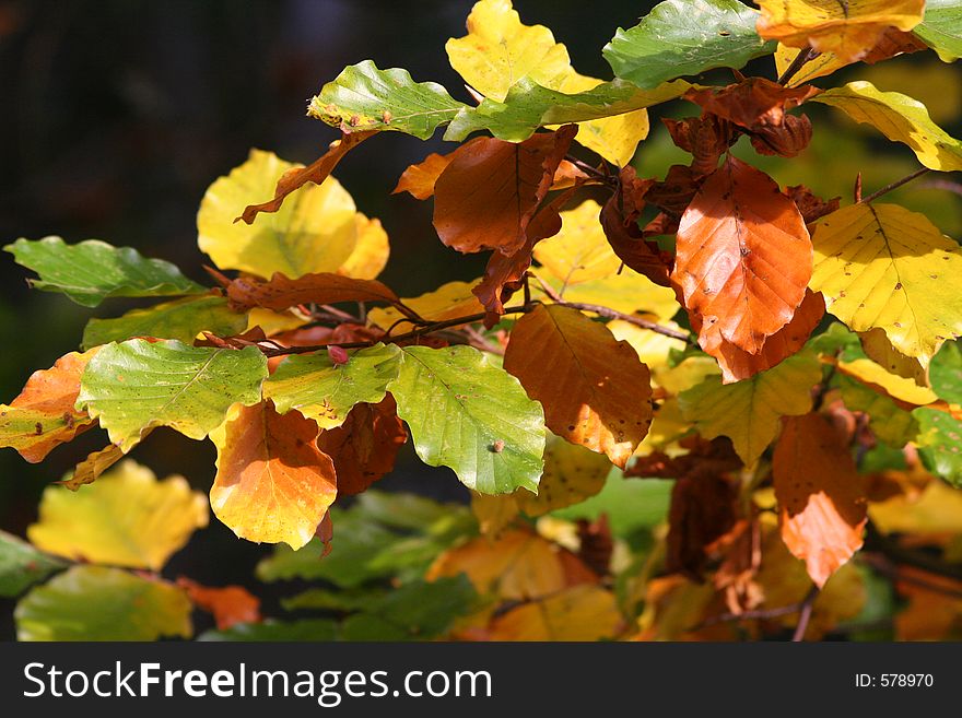 Autumn leaves, Pieniny Mts., Poland. Autumn leaves, Pieniny Mts., Poland