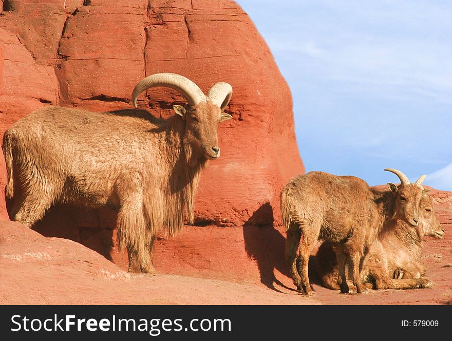 A male Barbary Sheep watching over two females. A male Barbary Sheep watching over two females