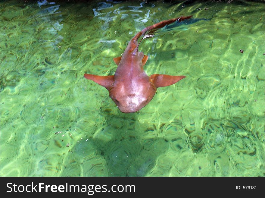 Shark under water surface, captured at Florida. Shark under water surface, captured at Florida.