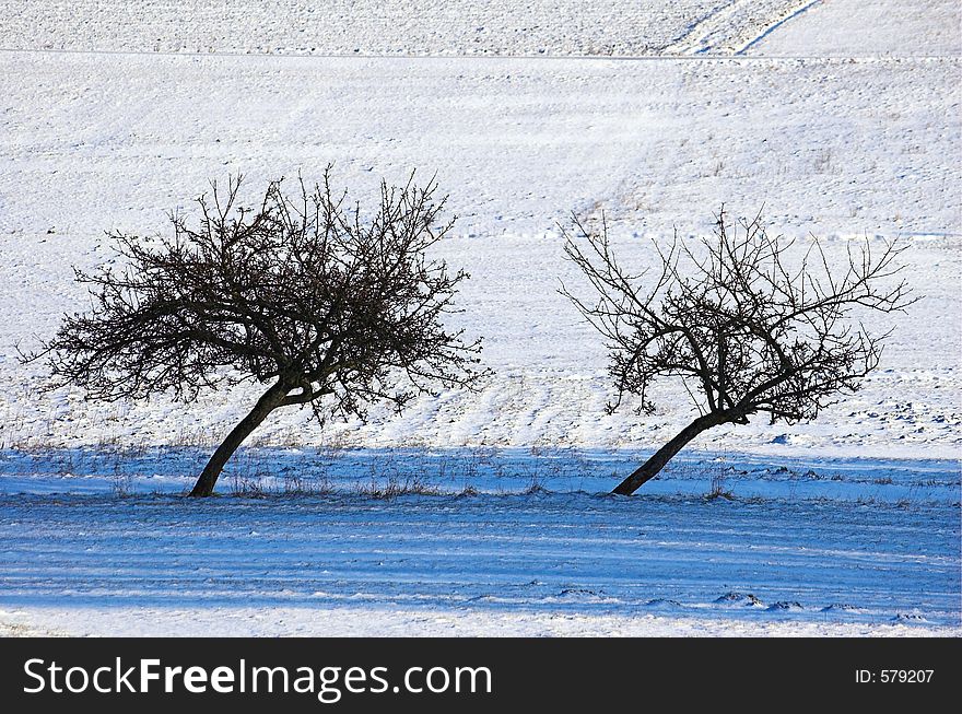 Two wrapped trees. Two wrapped trees