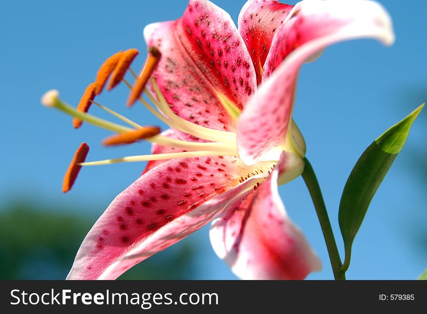 Beautiful pink lilly close-up against a blue sky. Beautiful pink lilly close-up against a blue sky