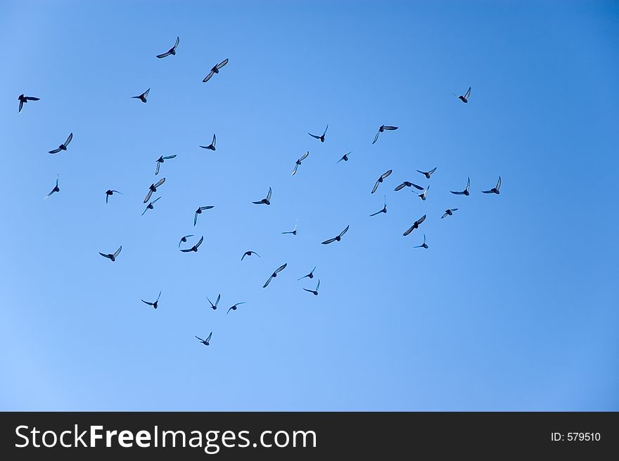 Flock of gulls. Flock of gulls