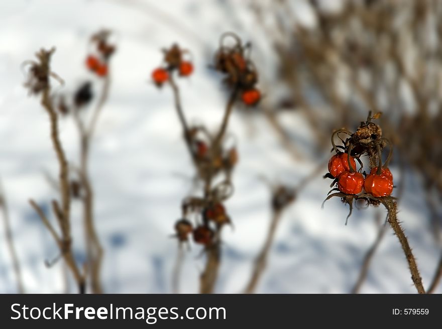 Frozen berries