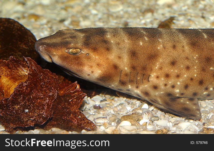 I think this might be a small nurse shark in an aquarium. I think this might be a small nurse shark in an aquarium