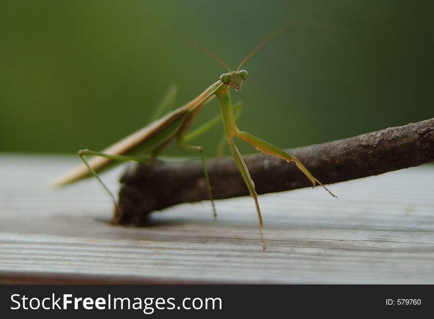 Praying Mantis on a stick