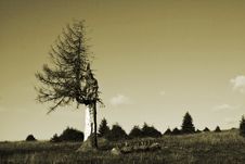 Lonely Tree Stock Image Lonely Tree Stock Image