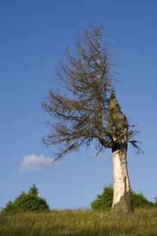 Lonely Tree Stock Image Lonely Tree Stock Image