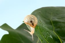 Snail Royalty Free Stock Image