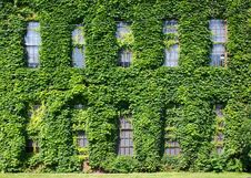 Ivy-covered Wall Stock Photography