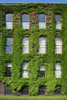 Ivy-covered Wall With Windows Vertical Royalty Free Stock Photo
