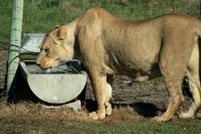 Lion Drinking Royalty Free Stock Photos