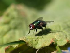Dangerous Fly Royalty Free Stock Photography Dangerous Fly Royalty Free Stock Photography