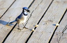 Blue Jay Guarding Nuts Royalty Free Stock Images
