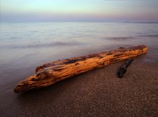 Free Trunk On The Beach Royalty Free Stock Photography - 5708637