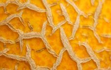 Macro Of Melon Surface Stock Image Macro Of Melon Surface Stock Image
