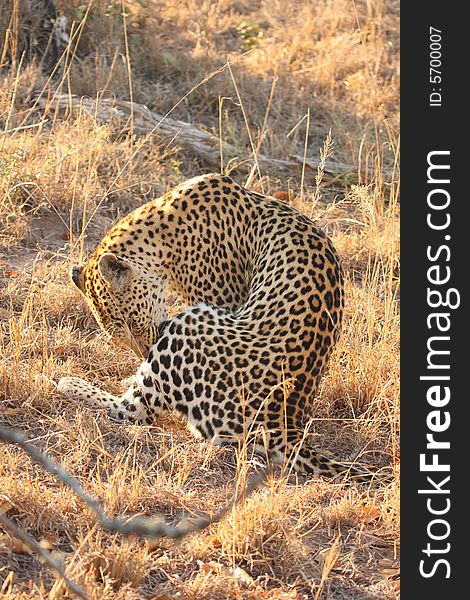 Leopard In The Sabi Sands