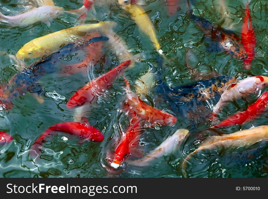 Koi fish look for food in pond